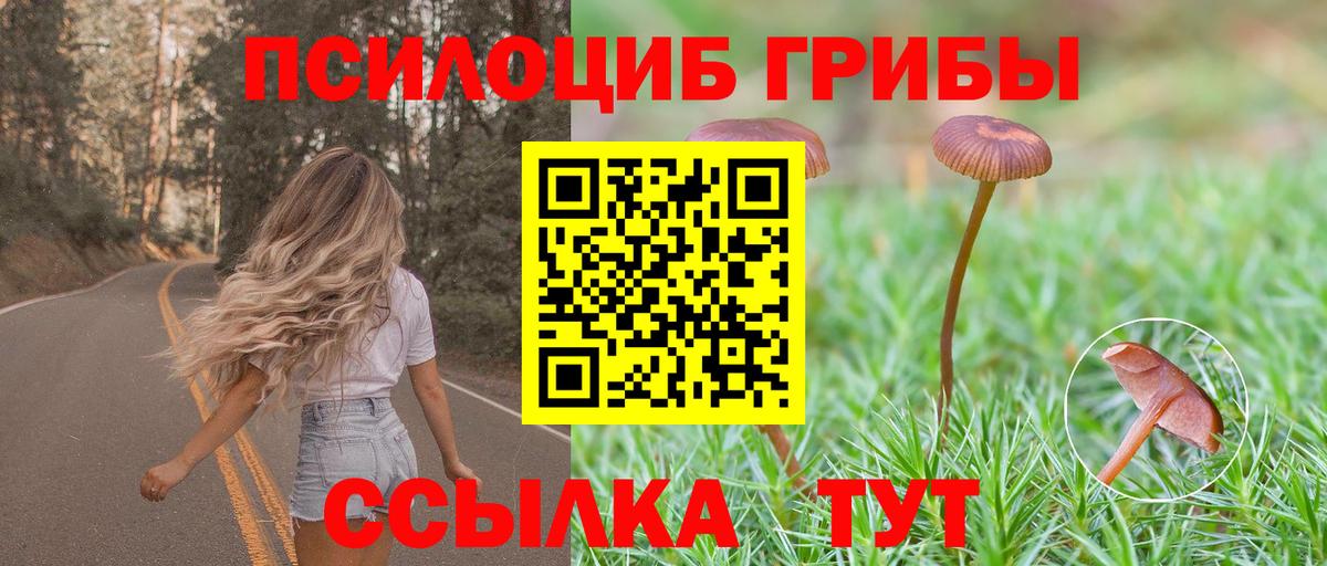 Псилоцибиновые грибы Psilocybe Приморско-Ахтарск
